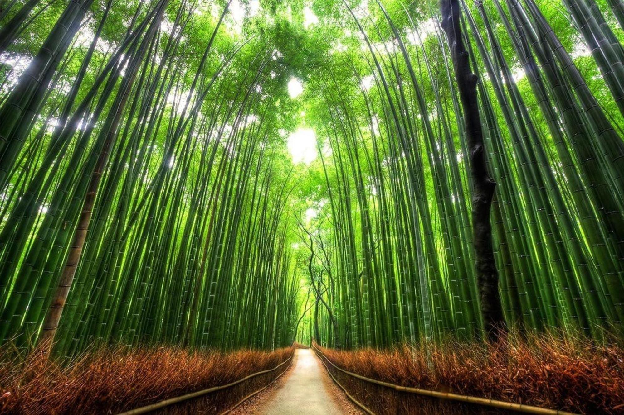 Kyouhatago Yamano - Vacation 93295v